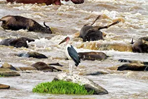 Gnus: Marabou Stork - & dead Wildebeest in the river Mara