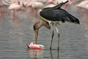 Crumeniferus: Marabou Stork - eating flamingo