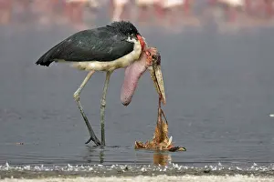 Pouched: Marabou Stork - eating flamingo, showing skin pouched