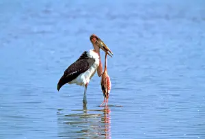 Crumeniferus: Marabou Stork eating Lesser Flamingo (Phoenicopterus minor)