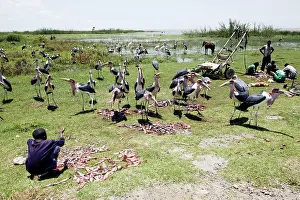 Tilapia: Marabou Stork - eating pieces of tilapia and cat fish