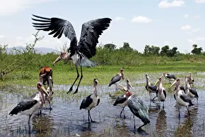 Tilapia: Marabou Stork - eating pieces of tilapia and cat fish
