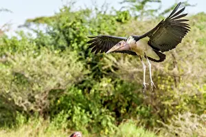 Manoj Shah: Marabou stork in flight in Masai Mara