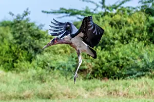 Manoj Shah: Marabou stork in flight in Masai Mara