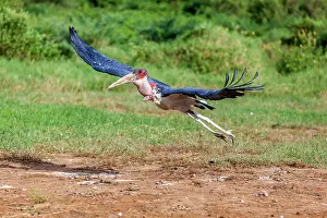 Manoj Shah: Marabou stork in flight in Masai Mara