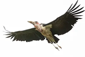 Manoj Shah: Marabou stork in flight in Masai Mara