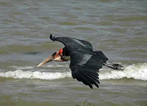 Crumeniferus: Marabou Stork - in flight over water