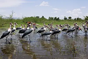 Crumeniferus: Marabou Stork - group in water