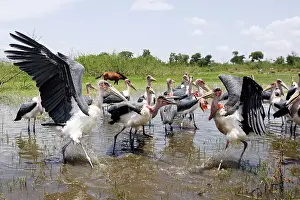 Crumeniferus: Marabou Stork - group in water