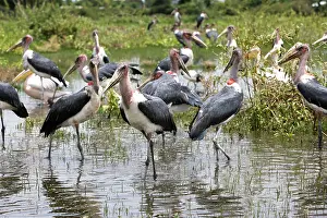 Crumeniferus: Marabou Stork - group in water