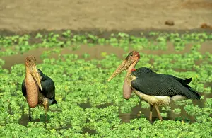 Stratiotes: Marabou Stork - hunting at a waterhole which is