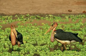 Pistia: Marabou Stork - two hunting at a waterhole which
