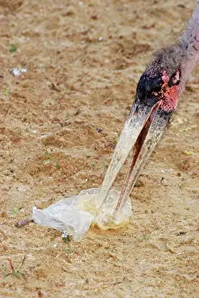 Crumeniferus: Marabou Stork - investigating plastic bag litter
