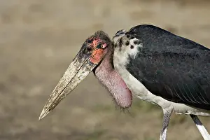 Marabou: Marabou Stork (Leptoptilos crumeniferus)