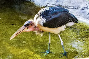 Oudtshoorn: Marabou stork (Leptoptilos crumeniferus), Cango