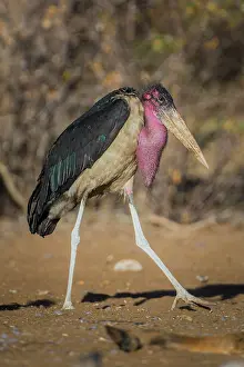 Marabou: Marabou stork (Leptoptilos crumeniferus), Ghanzi