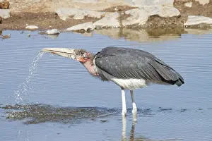 Marabou: Marabou Stork (Leptoptilos crumeniferus) raisin