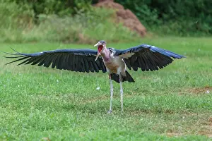 Manoj Shah: Marabou stork opens up the wings in Masai Mara