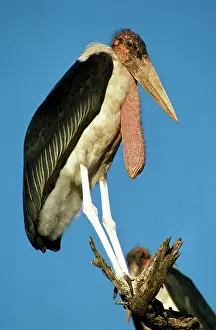 Crumeniferus: Marabou Stork - on perch