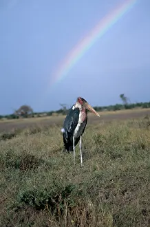 Marabou: Marabou Stork and Rainbow
