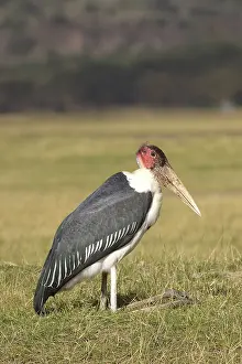 Crumeniferus: Marabou Stork - resting