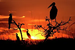 Crumeniferus: Marabou Stork - At sunset