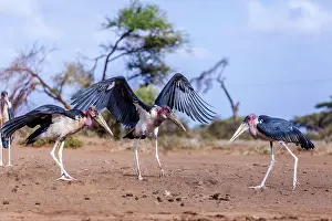Storks: Marabou storks in Amboseli National Park, Kenya