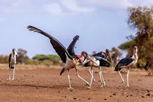 Storks: Marabou storks in Amboseli National Park, Kenya