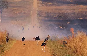 Wildfire: Marabou Storks at Fire