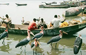 Roberta Gooders: Marabou STORKS - by fishing boat