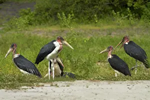 Marabou: Marabou Storks (Leptoptilos crumeniferus)