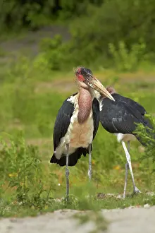 Marabou: Marabou Storks (Leptoptilos crumeniferus)