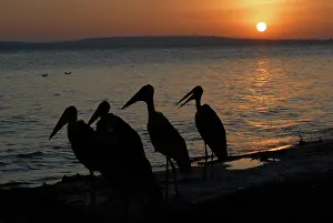 Marabou: Marabou Storks in Silhouette