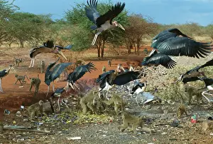 Cynocephalus: Marabou Storks and Yellow baboons (Papio cynocephalus)