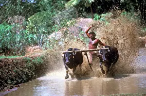 Kerala: Maramadi cattle race, Kerala, India, Asia