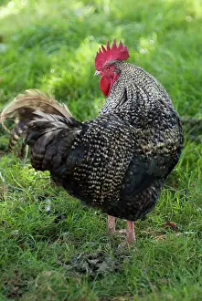 Anthony Harrison: Maran Cockerel - turning head