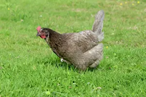 Agricuture: Maran - Domestic Chicken Breed