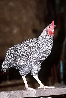 Fences: MARANS CHICKEN