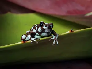Shade: Maraon Poison-frog (Excidobates mysteriosus), l