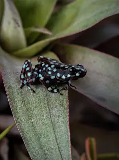 Blacks: Maraon Poison-frog (Excidobates mysteriosus), s