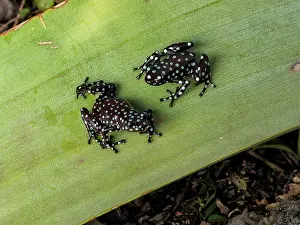 Blacks: Maraon Poison-frog (Excidobates mysteriosus), s