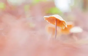 Softnesses: Marasmius genus fungus in the leaf litter of the
