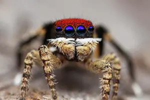 Found: a Maratus madelineae I found in Western Australia