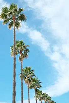 Marbella: Marbella, Spain. Palm trees and clouds
