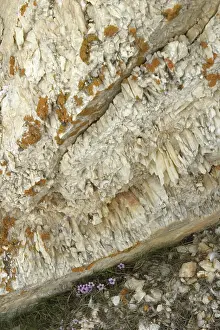 Preserves: Marble