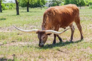 Wilson: Marble Falls, Texas, USA. Longhorn cattle in the