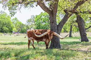 Wilson: Marble Falls, Texas, USA. Longhorn cattle in the