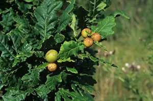 Gall: Marble gall wasp galls