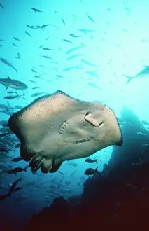 Douglas David Seifert: Marble RAY