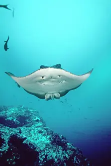 Douglas David Seifert: Marble Ray / Marbled Ray